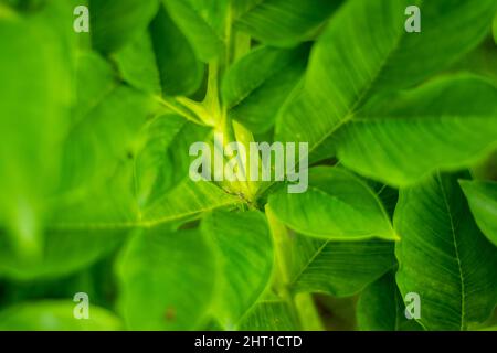 EFY or Elephant foot yam leaf or Amorphophallus is one of the most important tuber crops in to the Asian subcontinent also called Suran and it is the Stock Photo