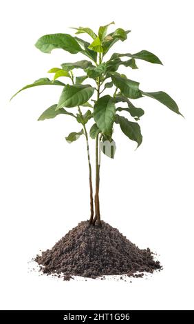 young avocado plant with soil, persea americana, isolated on white background, closeup view Stock Photo