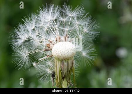 Closeup shot of a mosquito on a dandelion Stock Photo