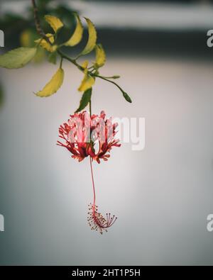 Vertical selective focus shot of a red Spider hibiscus Stock Photo