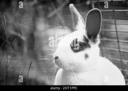 Outdoor pet rabbit head portrait in black and white Stock Photo