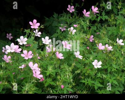 Geranium endressii 'Rose Clair' Stock Photo