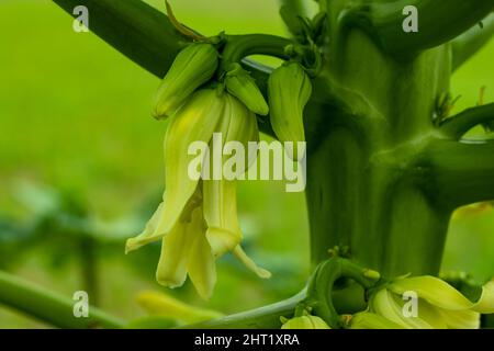 Papaya flowers can stabilize high blood pressure prevent heart diseases and many other ailments Stock Photo