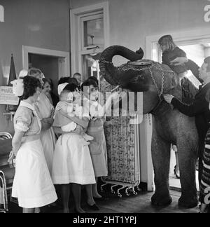 Three year old Juanita Jahn (seated on elephant), daughter of Harry Jahn, elephant trainer with Billy Smarts Circus, took Gilda, one of her daddy's elephants along to Queen's Park Hospital at Blackburn, Lancs, were she was born three years ago. May 1965. Stock Photo