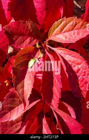 Red leaves of Virginia creeper (Parthenocissus quinquefolia), climbing on a rock wall, in autumn. Stock Photo