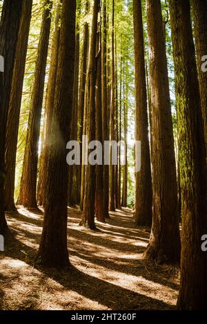 Vertical shot of the Californian Redwood Forest in the Otways National Park, Victoria Stock Photo