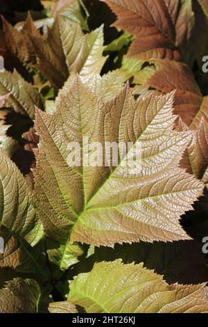 Top view of green Rodgersia in a garden Stock Photo