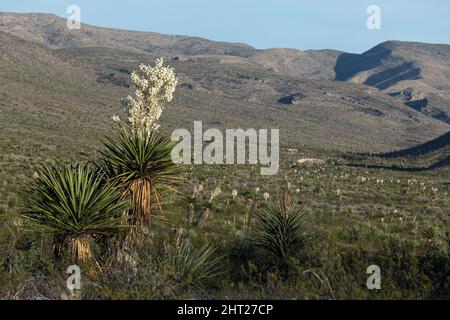 Massive stalks of creamy white flowers appear on Faxon Yuccas during the spring in Big Bend National Park, Texas, USA. Stock Photo