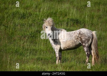 Islandpferd / Icelandic horse / Equus ferus caballus Stock Photo