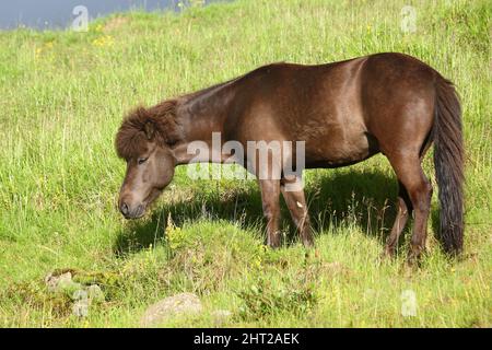 Islandpferd / Icelandic horse / Equus ferus caballus Stock Photo