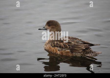 Schnatterente / Gadwall / Mareca strepera Stock Photo