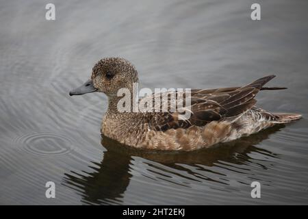 Schnatterente / Gadwall / Mareca strepera Stock Photo