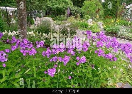 Autumn phlox in the foreground, behind white astilbe and bridal veil. Stock Photo
