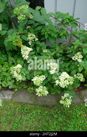 Hydrangea paniculata Stock Photo