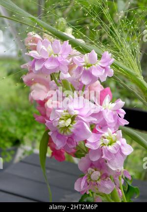 pink flowers of Matthiola Incana Stock Photo - Alamy