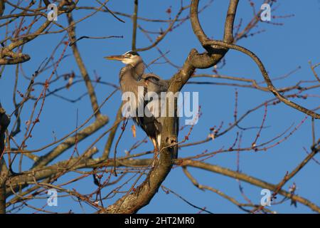 A closeup shot of a Great blue heron standing on a tree branch ...