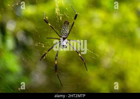 Golden silk orb-weaver (Trichonephila clavipes) on a green background, cobweb, Panama. Stock Photo