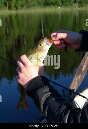 Catching perch on a spin Stock Photo