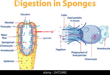 Diagram showing digestion in sponges illustration Stock Vector Image ...