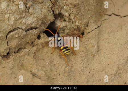 Closeup on a paintend nomad bee, Nomada fucata, inspecting potentital nest of yellow legged mining bees, Andrena flavipes, to parasite Stock Photo