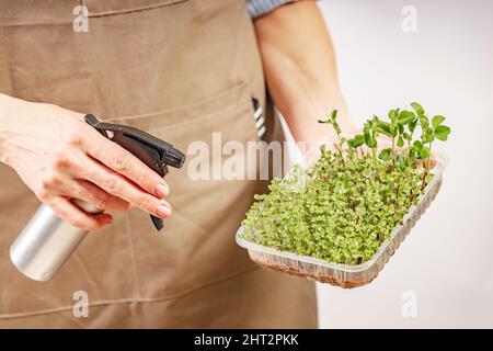 Woman watering and nurturing micro green. Woman hands holding box with microgreen. Small business indoor. Close-up of fresh healthy vegetarian food. M Stock Photo