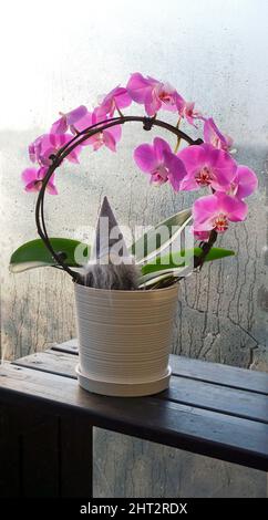 Pink orchid in pot Stock Photo