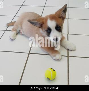 Dog puppy Welsh corgi cardigan playing with a ball Stock Photo