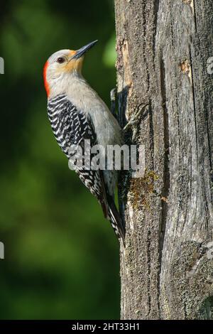 Selective of a stripe-breasted woodpecker (Dendrocopos atratus) Stock Photo