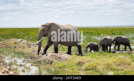 African elephant cow with three calves in Amboseli National Park. Stock Photo