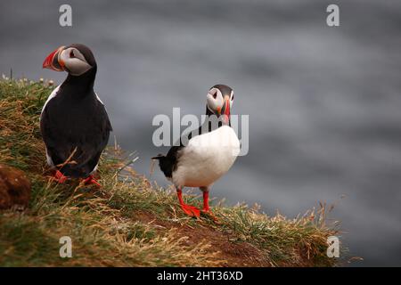 Papageitaucher / Atlantic puffin / Fratercula arctica Stock Photo