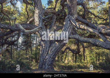 Old Twisted Pine in Solsones, Catalonia Stock Photo