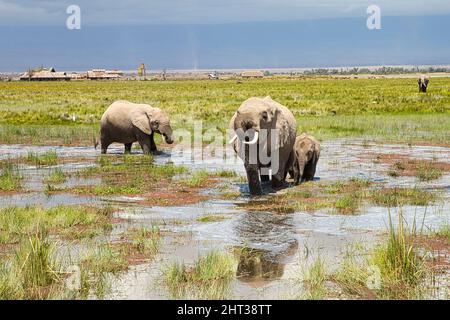 African elephants, Loxodonta africana, wander through a wetland in Amboseli National Park. Stock Photo