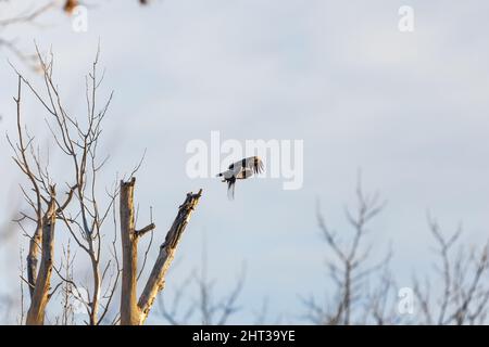 An eagle flying on a background of leafless trees under a clear sky Stock Photo