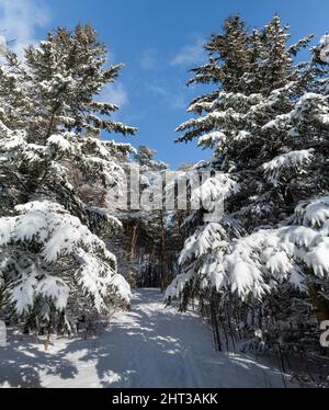 Fluffy, white winter softly lay on the winter forest and covered tall fir trees. Stock Photo