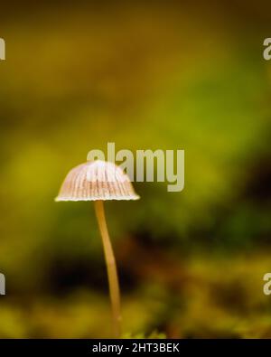 A vertical closeup of a Galerina fungus on a mossy surface in a forest ...