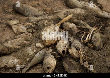 Close-up shot of decomposing dead fish carcasses laying on beach Stock Photo