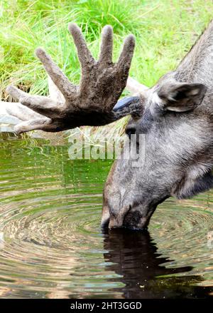 Moose bull drinking water Stock Photo