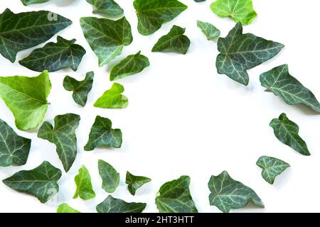 Green leaves arrangement on white background Stock Photo