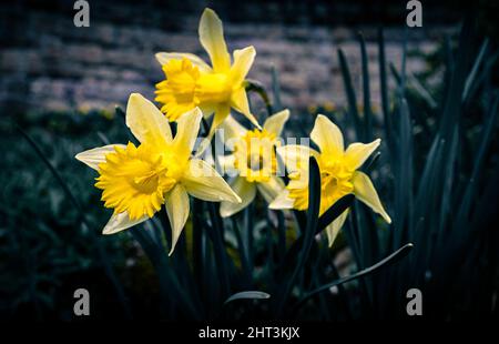 Closeup shot of yellow daffodils Stock Photo