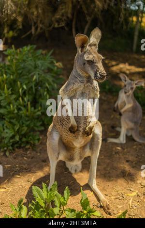 Vertical shot of the a kangaroo standing with it's joey in the background Stock Photo