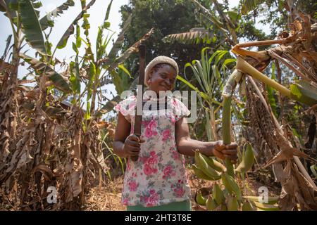 African farmer on her banana plantation cuts a bunch of bananas with an ax. Successful female worker Stock Photo