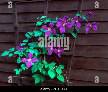 Clematis 'Jackmanii' Stock Photo