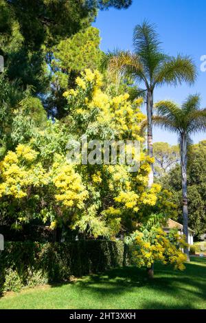 Mimosa (Acacia dealbata) in bloom, and Syagrus palm trees in the south of France Stock Photo