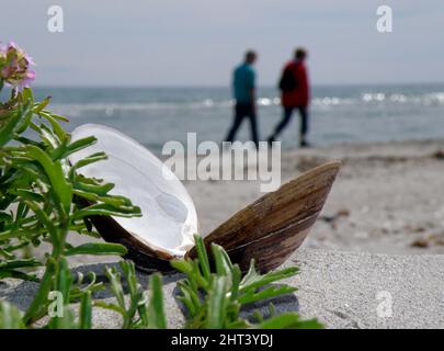 Open clam on sandy beach Stock Photo