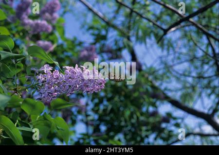 Swarmers at the lilac Stock Photo