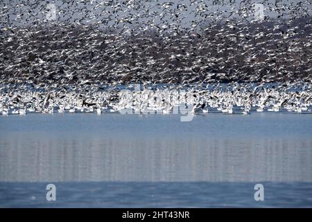 Snow geese flying Anser caerulescens / snow goose waterfowl flock migrating north for Spring Middle Creek Reservoir State Park in Pennsylvania. Annual Stock Photo