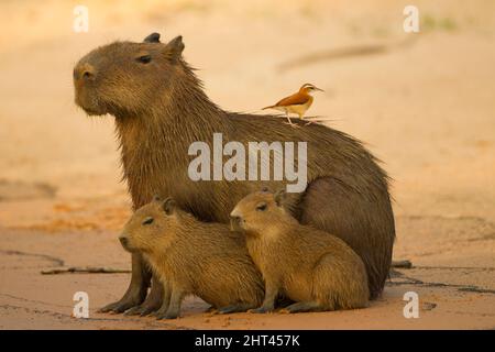 Capybaras (Hydrochoerus hydrochaeris), adult with young on riverbank, with a Red ovenbird (Furnarius rufus) on its back, waiting for insects that are Stock Photo