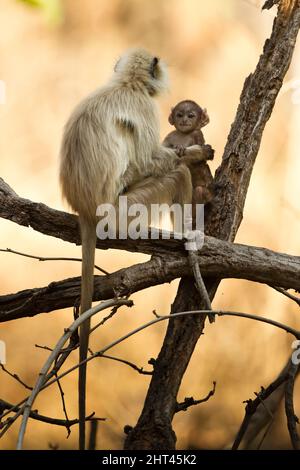 Northern plains grey langur (Semnopithecus entellus), mother and infant. Pench National Park, Madhya Pradesh, India Stock Photo