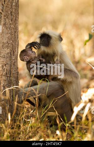 Northern plains grey langur (Semnopithecus entellus), mother with infant. Pench National Park, Madhya Pradesh, India Stock Photo