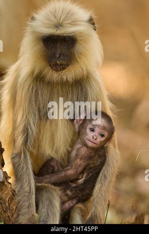 Northern plains grey langur (Semnopithecus entellus), mother with infant. Pench National Park, Madhya Pradesh, India Stock Photo